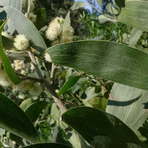 Acacia melanoxylon