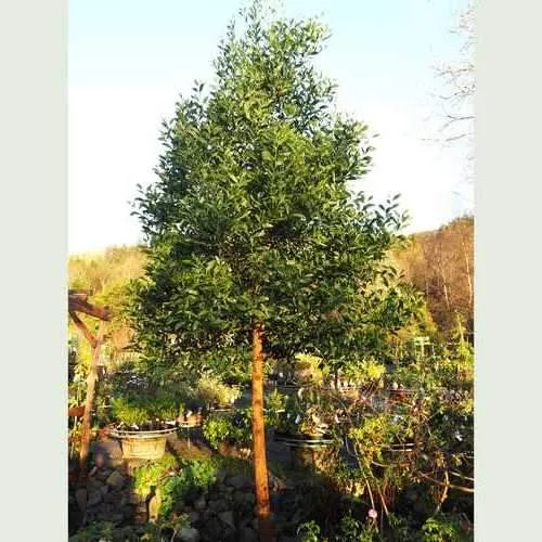 Acacia melanoxylon