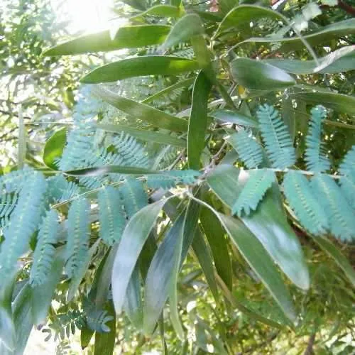 Acacia melanoxylon