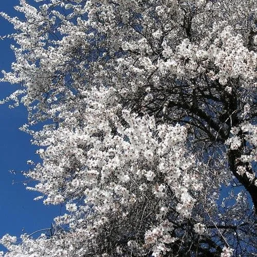 Almond - Prunus dulcis Robijn