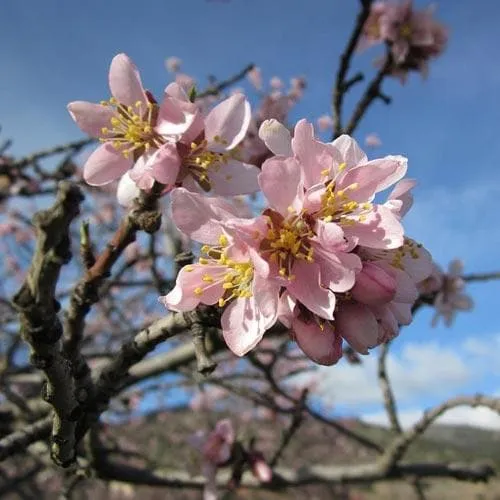 Almond - Prunus dulcis Robijn