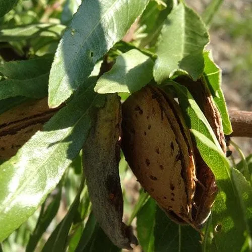 Almond - Prunus dulcis Robijn