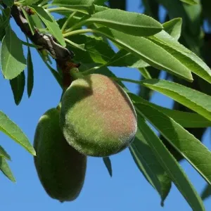 Almond - Prunus dulcis Robijn