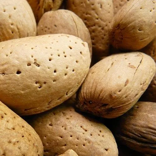 Almond - Prunus dulcis Robijn