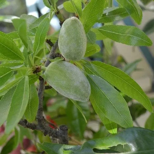 Almond - Prunus dulcis Robijn