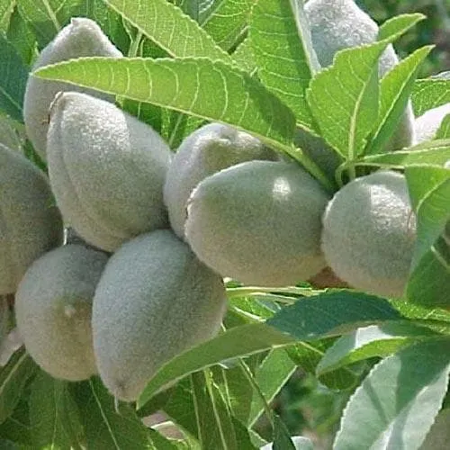 Almond - Prunus dulcis Robijn