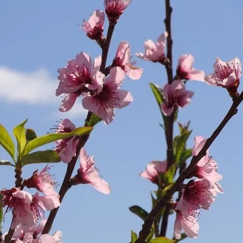 Almond - Prunus dulcis Robijn