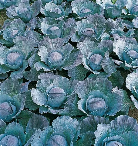 Cabbage — Integro Coated Organic