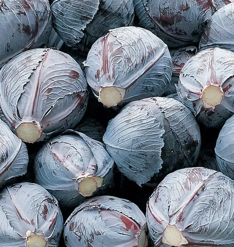 Cabbage — Integro Coated Organic