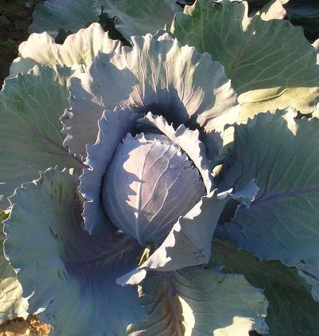 Cabbage — Integro Coated Organic