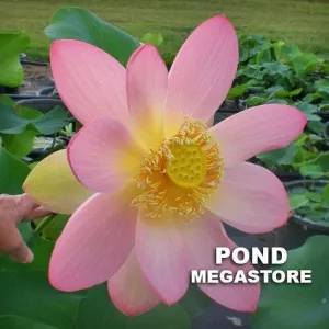 Carolina Queen Lotus <br> Tall / Very Large Blooms!