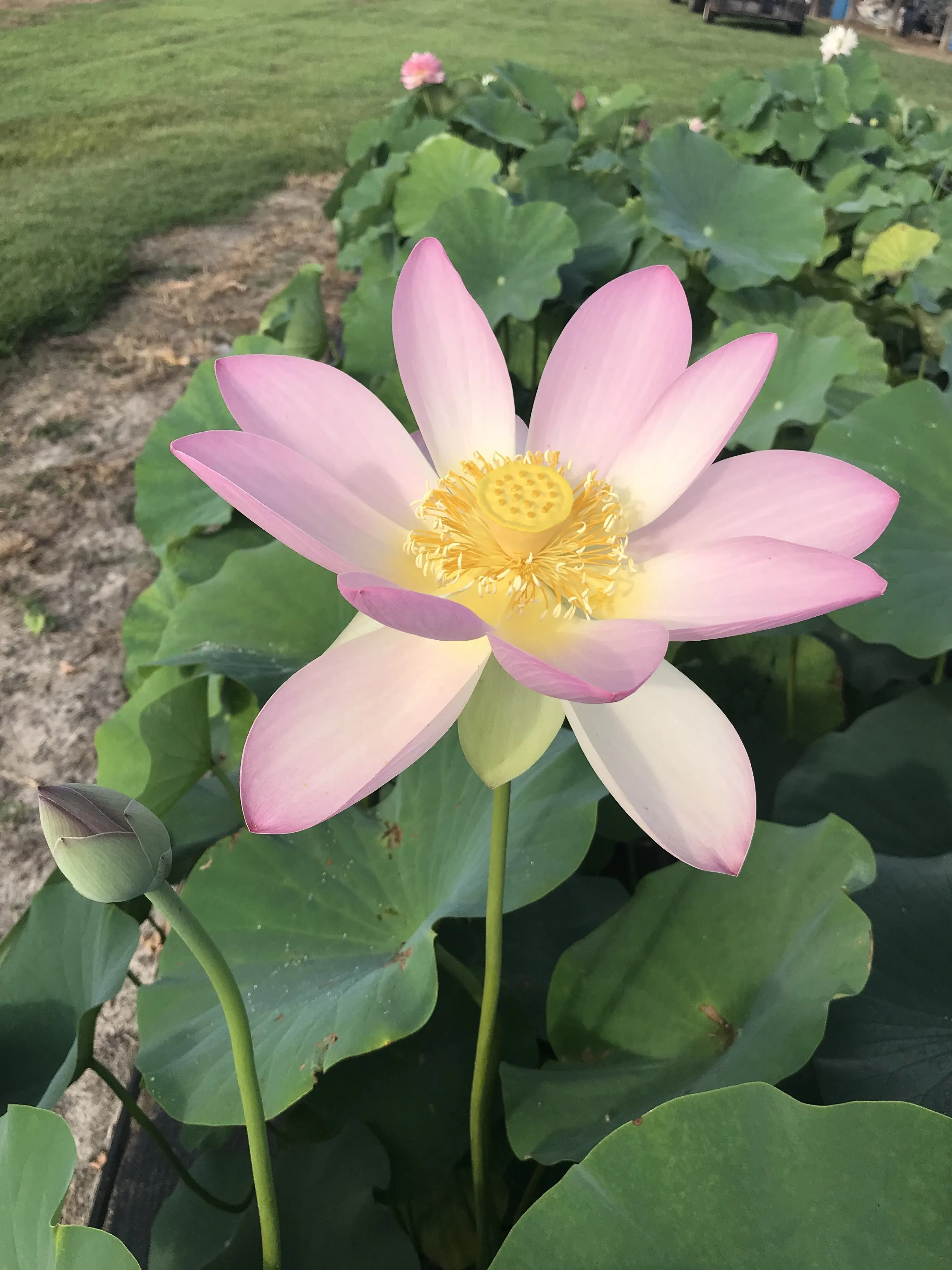 Carolina Queen Lotus <br> Tall / Very Large Blooms!