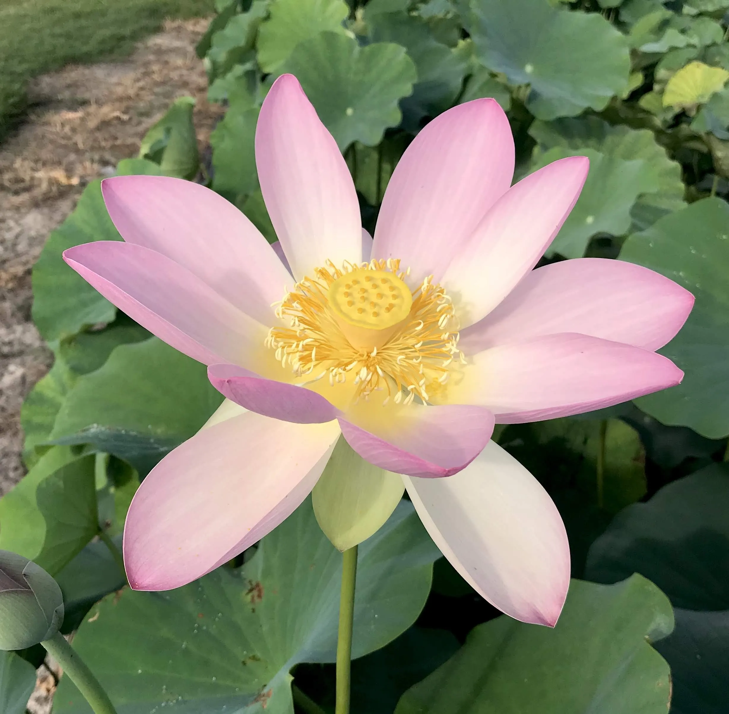 Carolina Queen Lotus <br> Tall / Very Large Blooms!