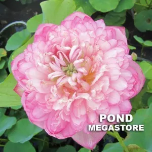 Duplicate Pink Lotus <br> Tall / Heavenly, Large Blooms!