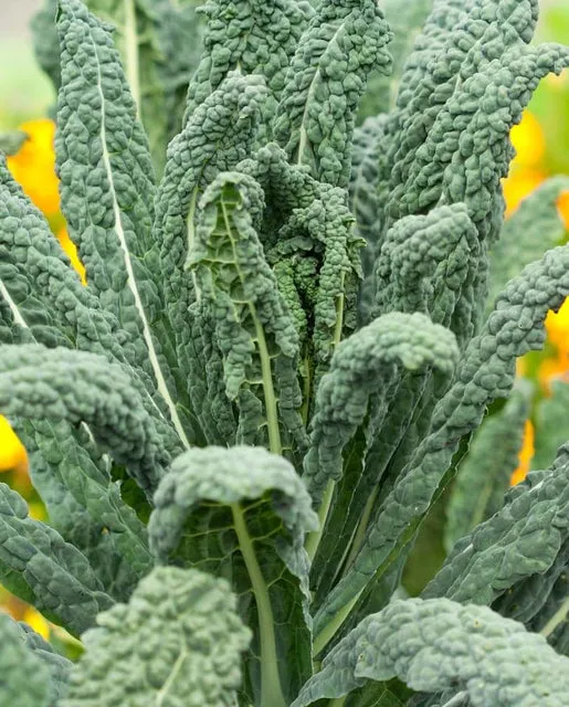 Kale — Lacinato Heirloom Organic