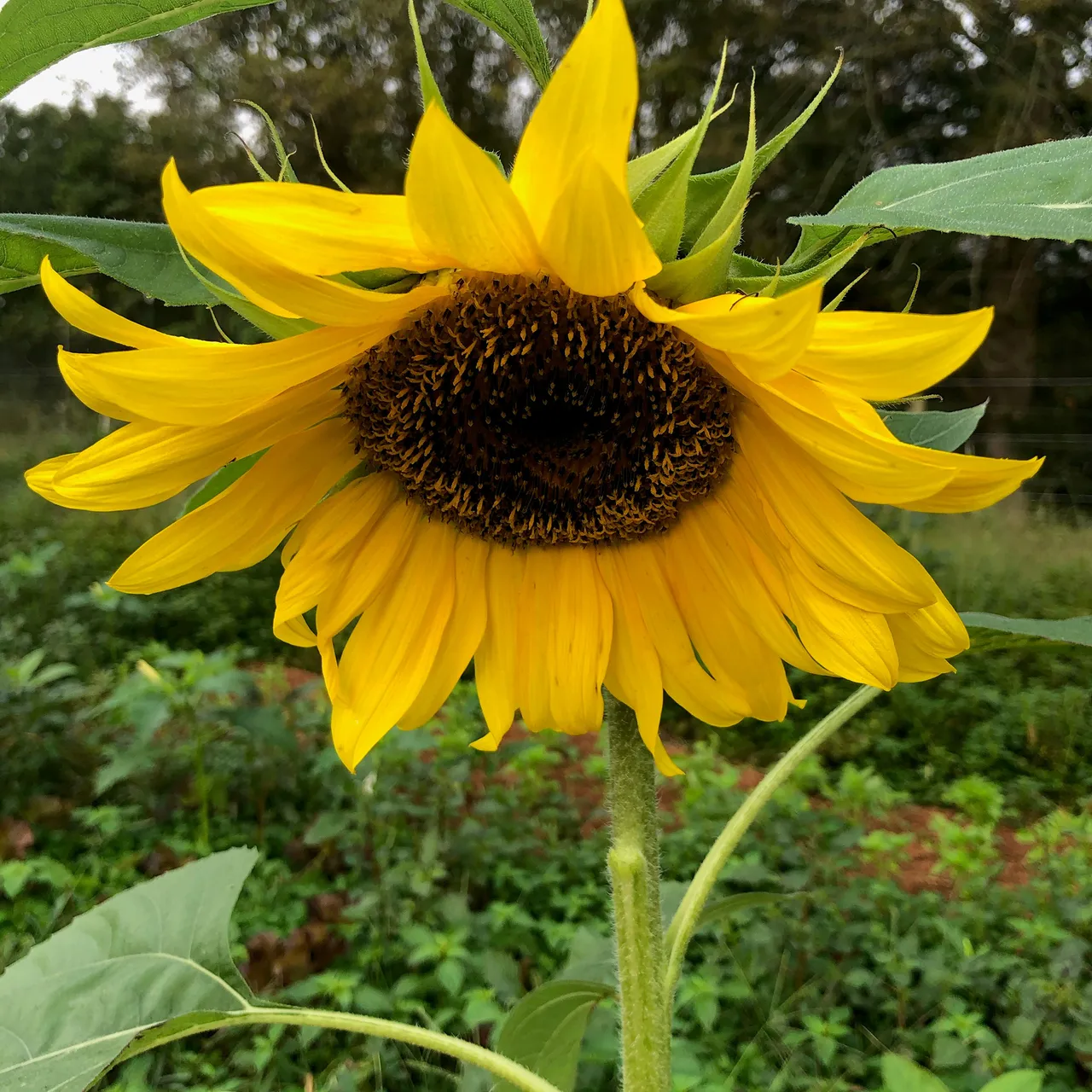 Mammoth Russian Sunflower Seeds (Helianthus annuus cv.)
