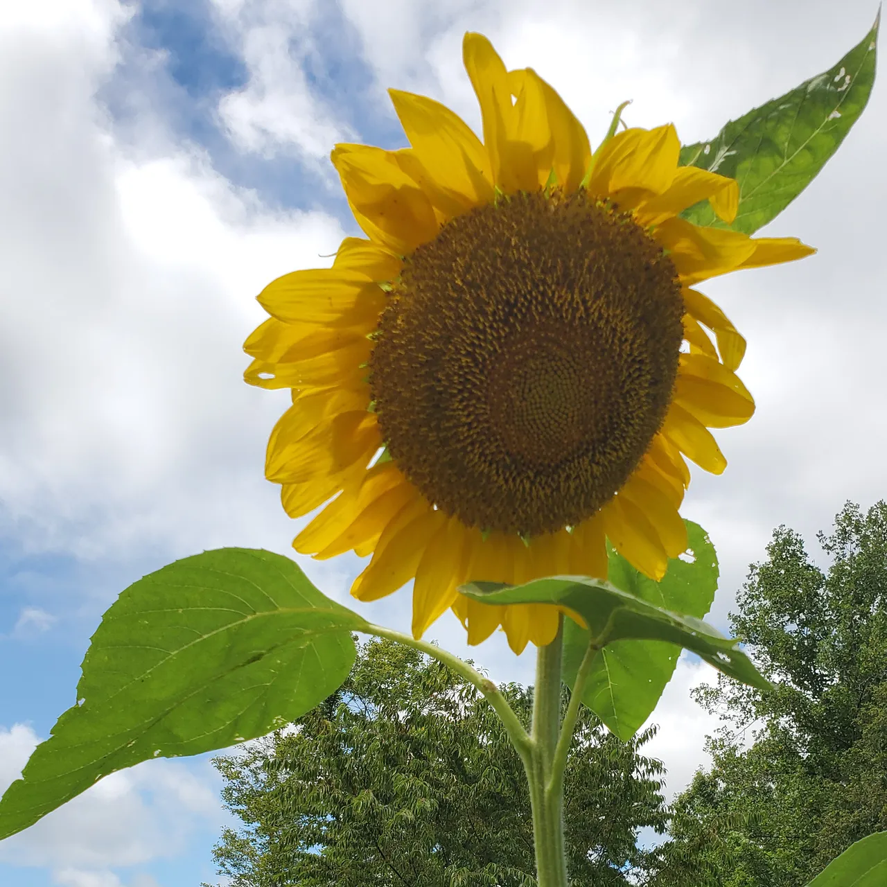 Mammoth Russian Sunflower Seeds (Helianthus annuus cv.)
