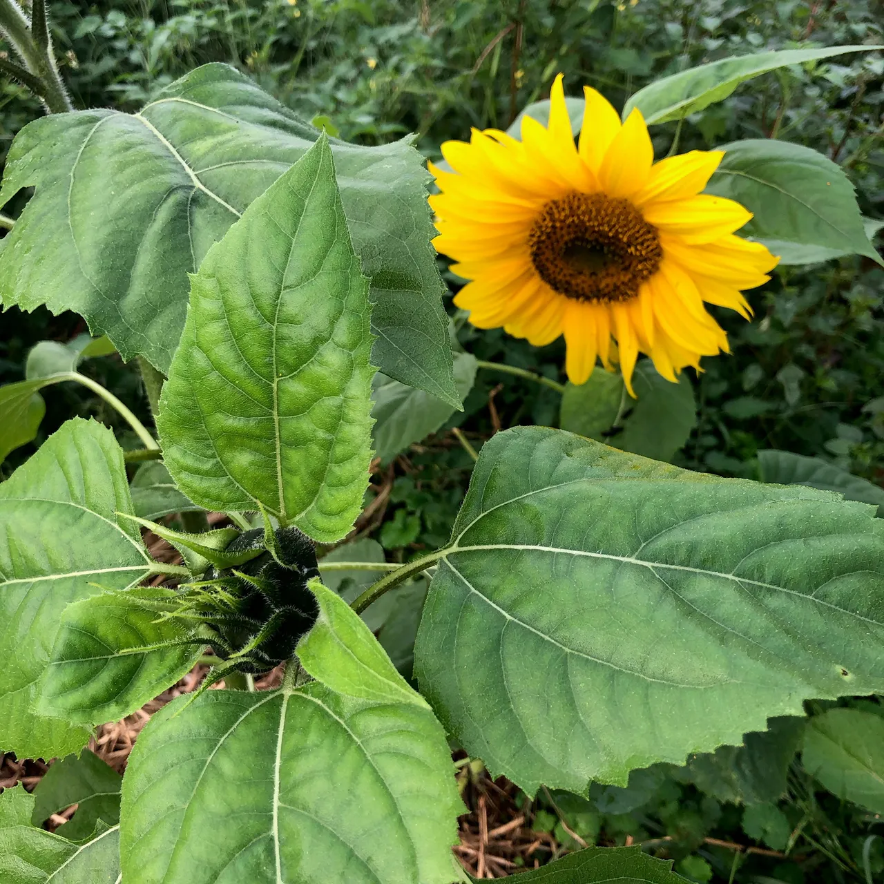 Mammoth Russian Sunflower Seeds (Helianthus annuus cv.)