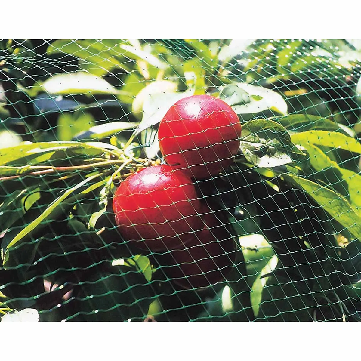 Tenax Bird Barrier Select Fencing SM 13-ft x 820-ft